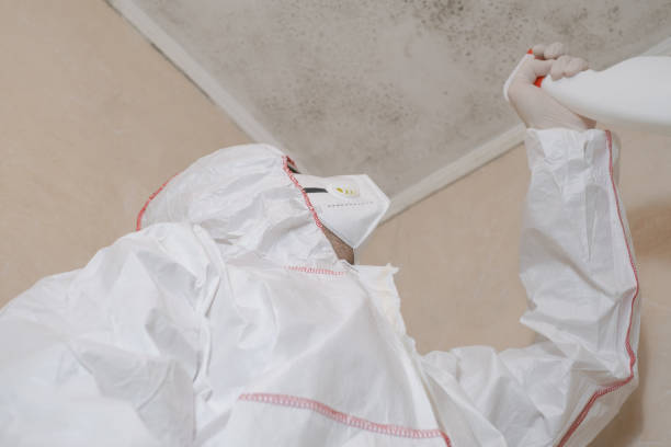 Best Mold Removal and Inspection  in , NY